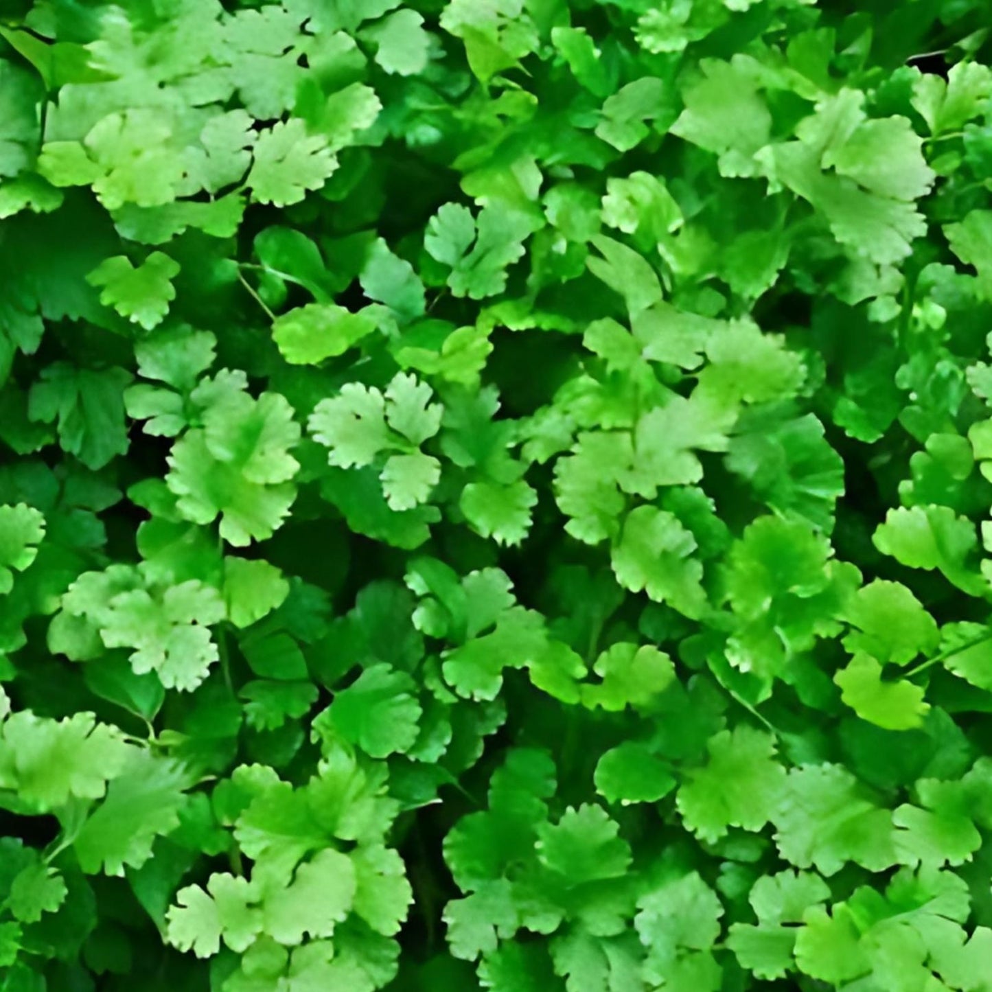 Cilantro Seeds 50+ Non-GMO Annual Herb Coriandrum sativum for Culinary Use, Direct Sow, Frost Tolerant