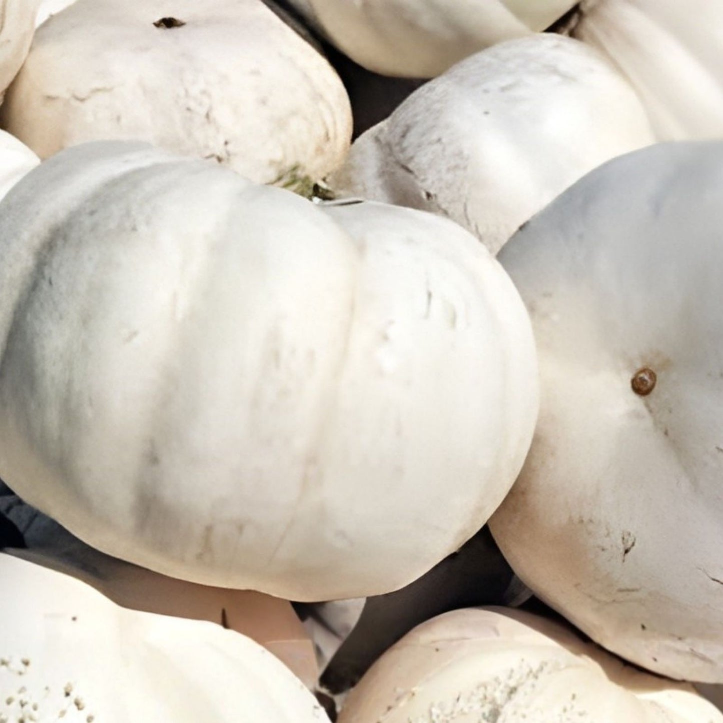 Casper The White Ghost Pumpkin Seeds - 10 Organic Non-GMO Heirloom Seeds - USA Grown, White Pumpkin Seed Variety
