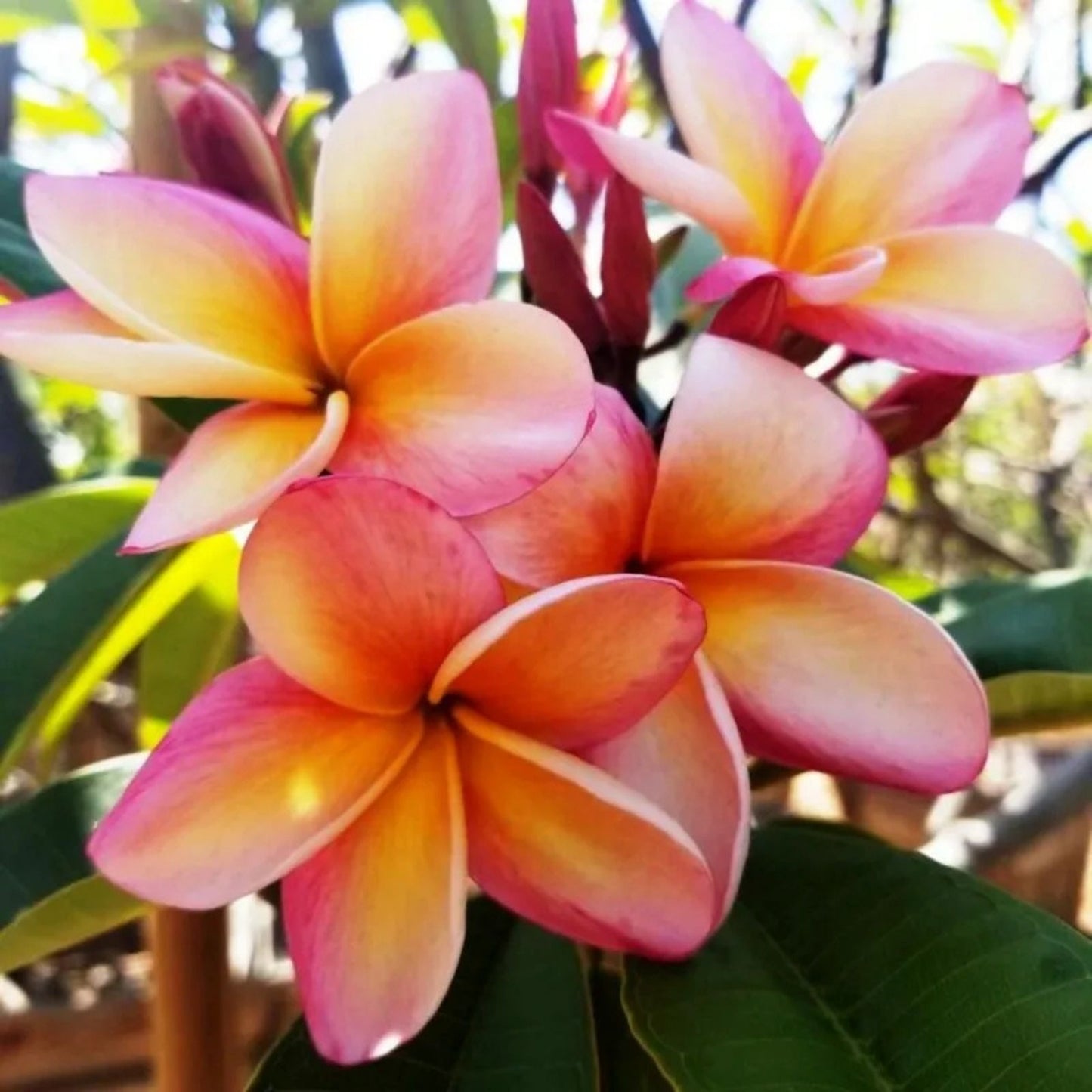 Plumeria Cutting with Grow Tip - Bewitched Variety - Tropical Flowering Plant - Fresh Plumeria spp, Cutting