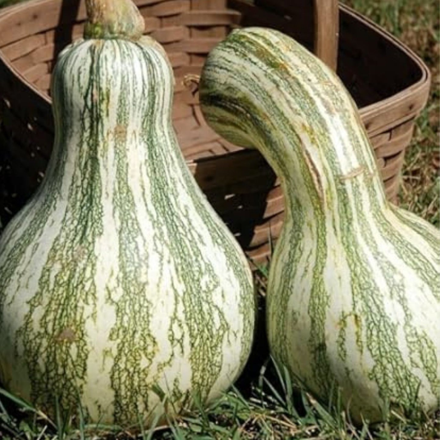 Orange Striped Cushaw Squash Seeds - Organic USA Seeds - 10 Pack - Cucurbita maxima
