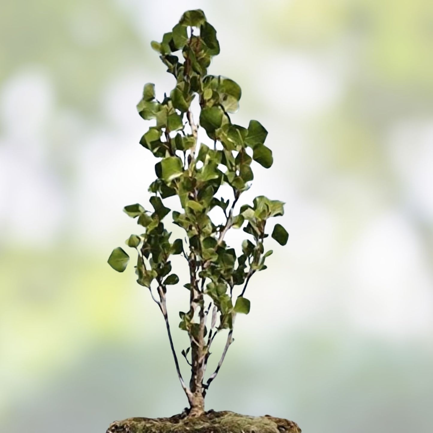 Silver Poplar Bonsai Tree Cuttings - Easy Grow Forest Cuttings for Indoor and Outdoor - Populus alba