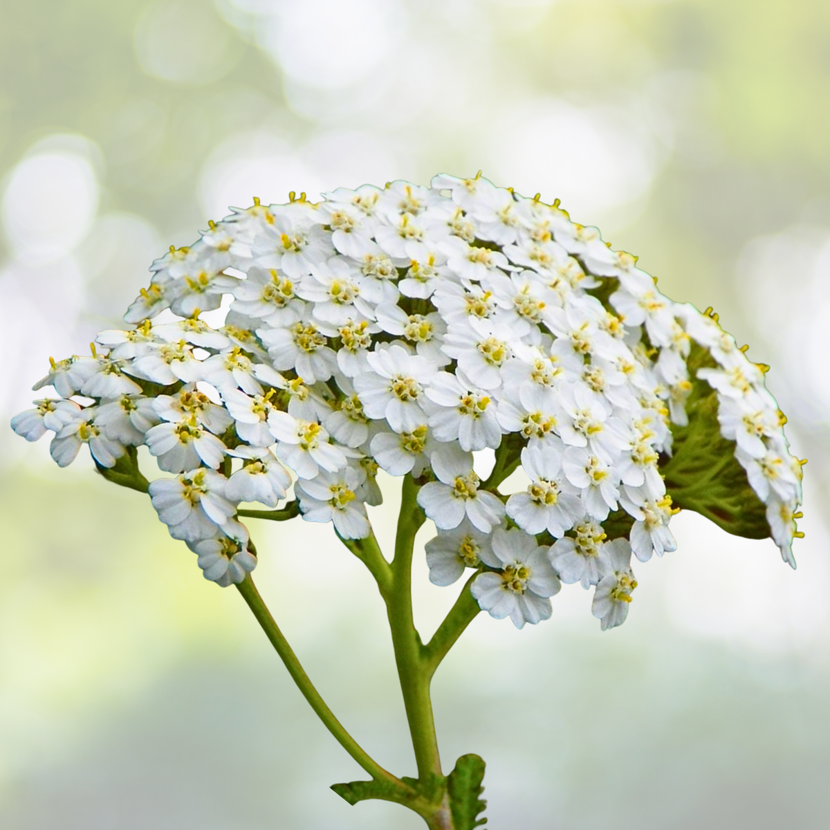 Yarrow Seeds 500 Count Western Perennial White Flowers Xeriscaping Dry Area Non-GMO (Achillea millefolium)