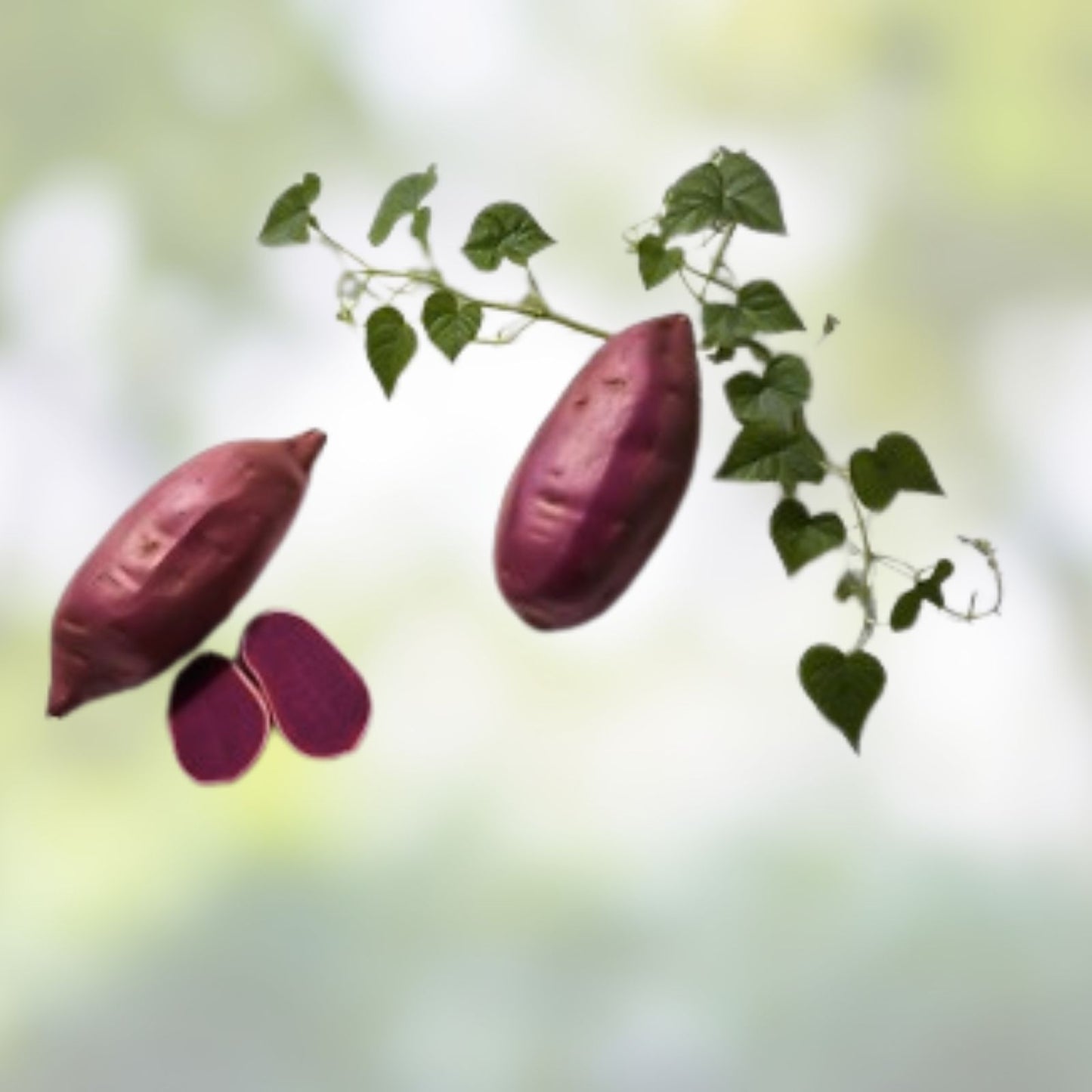 Purple Japanese Sweet Potato Slips 10 Pack, Organic Ipomoea batatas Garden Starter Plants, Edible Root Vegetables
