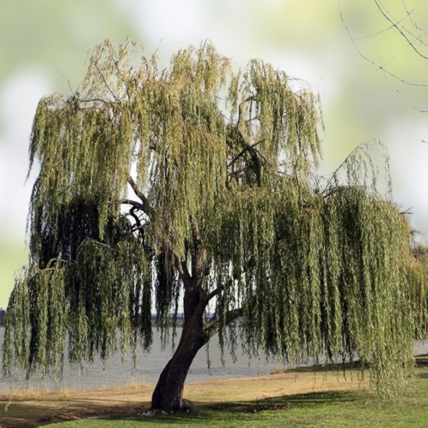 Weeping Willow Cuttings – 4 Bright Green Salix babylonica Tree Clippings for Gardening and Landscaping