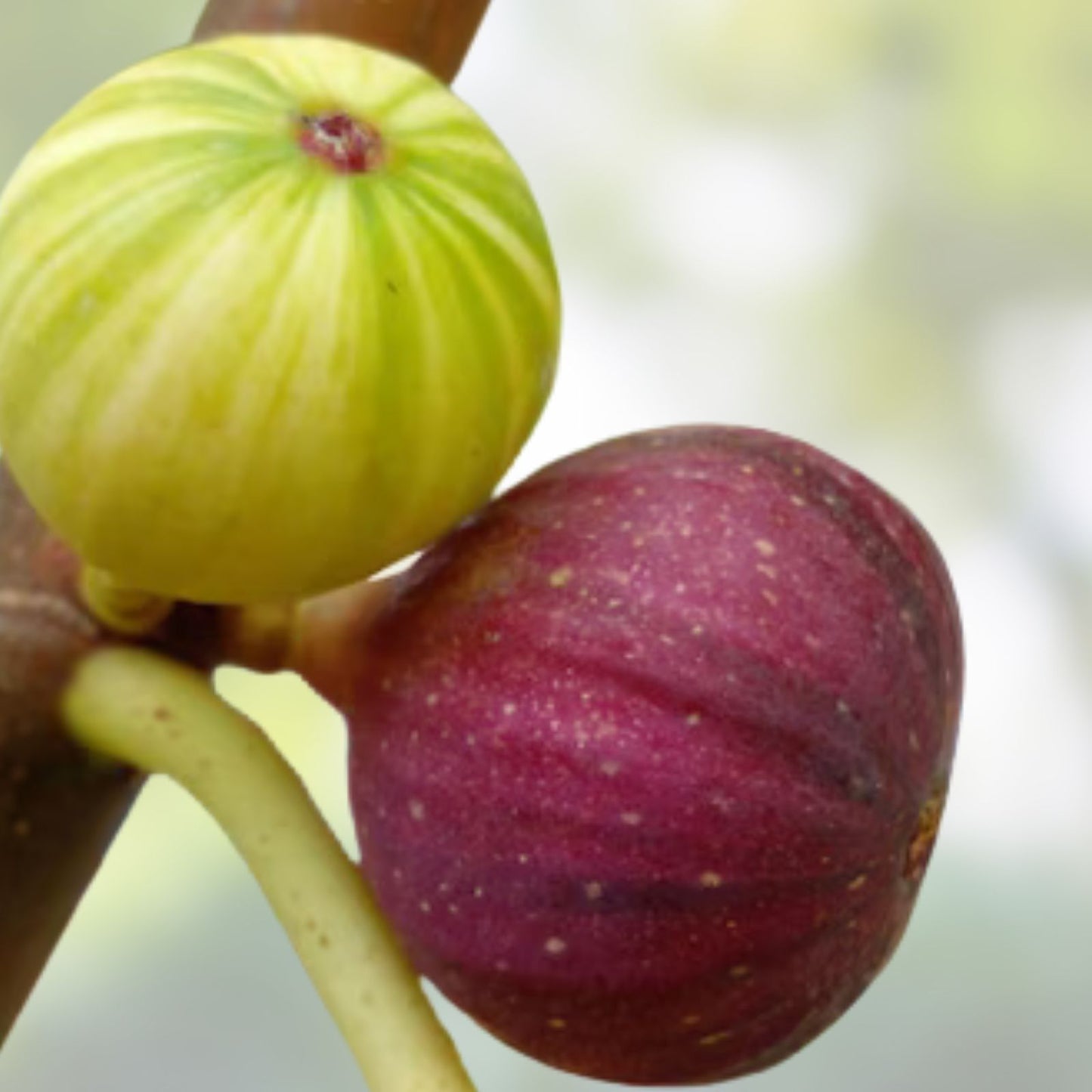 Cherry Cordial Fig Cuttings - 2 Premium Ficus carica Plant Cuttings with Tangy Sweet Berry Flavor