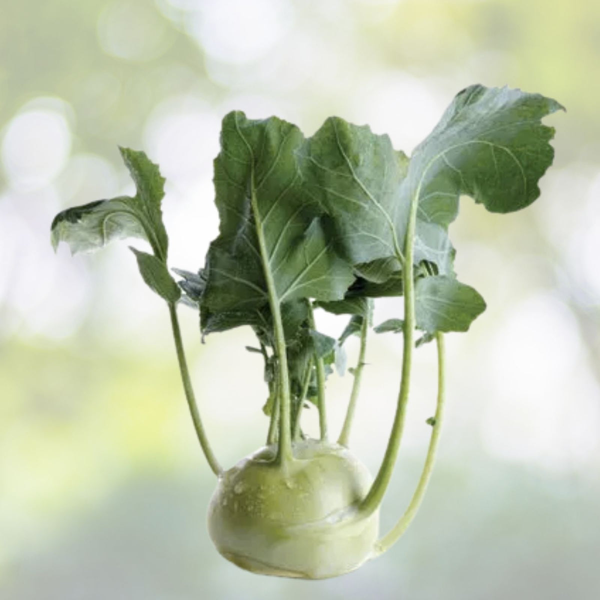 Kohlrabi Seeds - Non-GMO Heirloom Early White Vienna - Brassica oleracea - Vegetable Garden Seeds