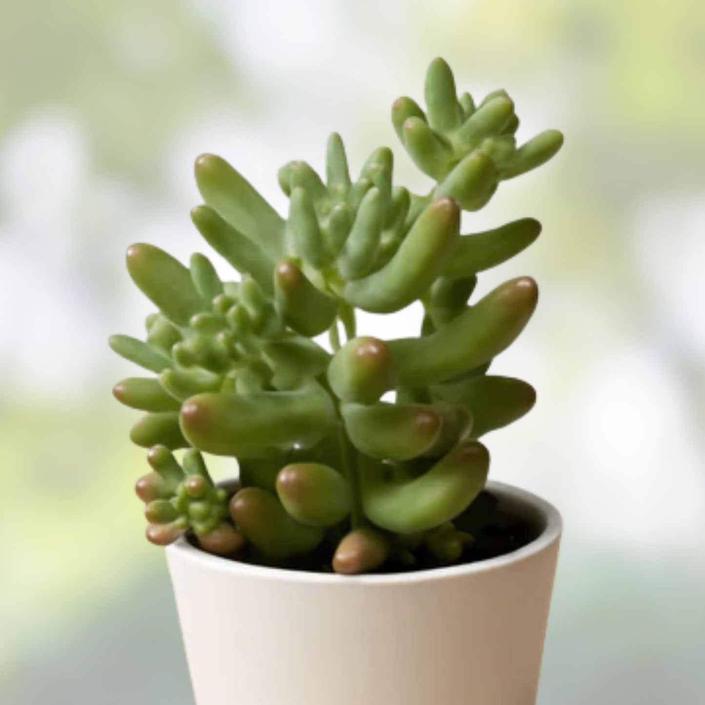 Rare Succulent Plant 2-Inch Sedum pachyphyllum Fully Rooted Live Plant for Gift or Home Decor