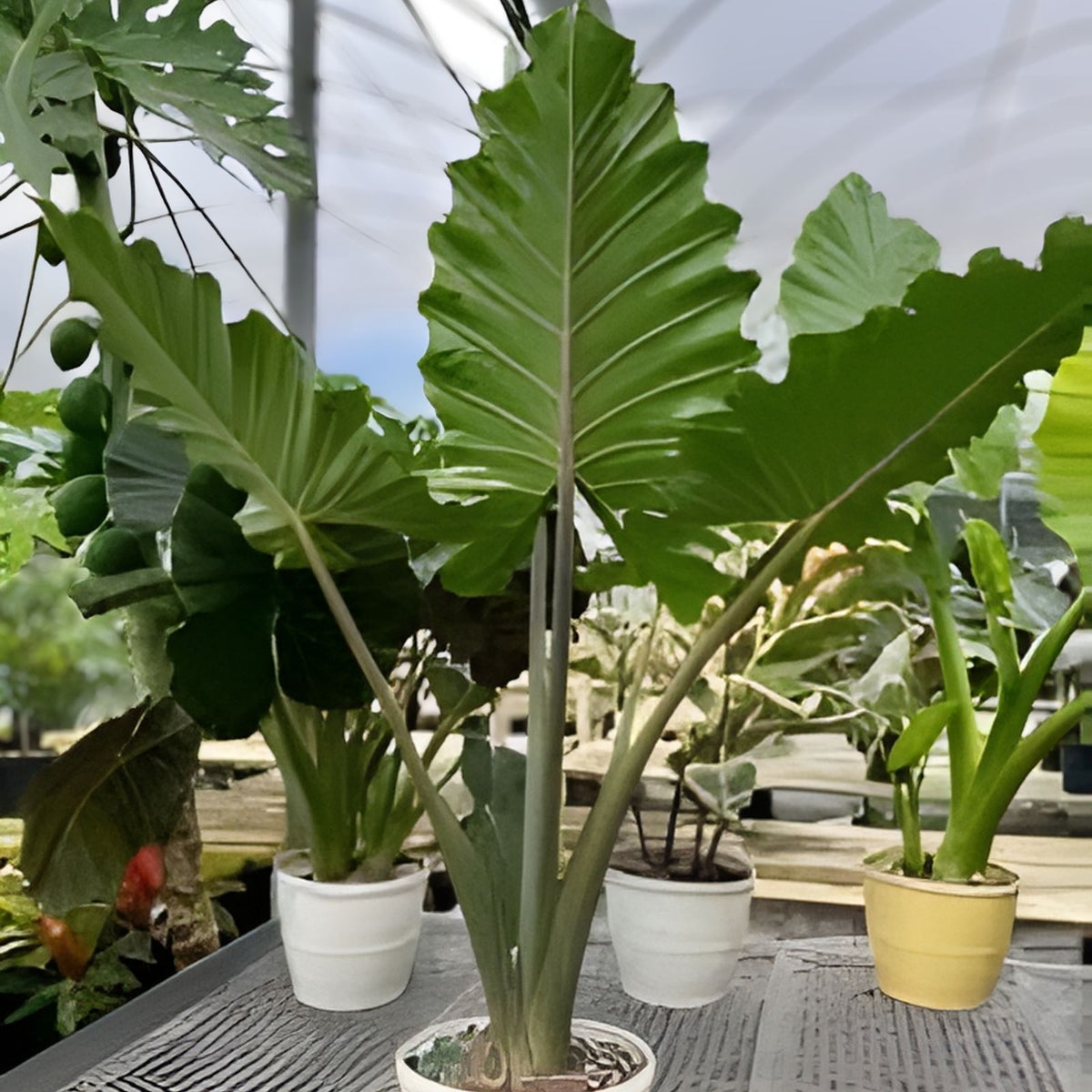 Alocasia Calidora Plant in 5 Gallon Pot | Tropical Houseplant | Alocasia Macrorrhiza | Easy Care Indoor Plant