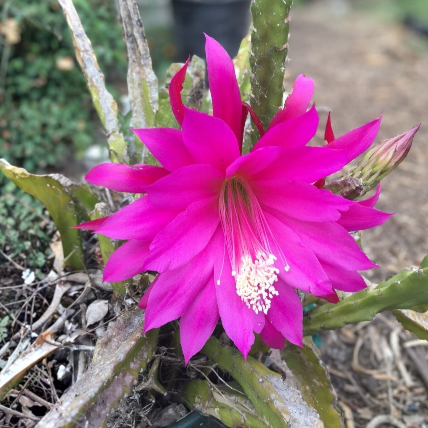 Epiphyllum 'Grand Baroque' Rooted Cutting - Rare Orchid Cactus - Unique Tropical Indoor Plant for Gardening