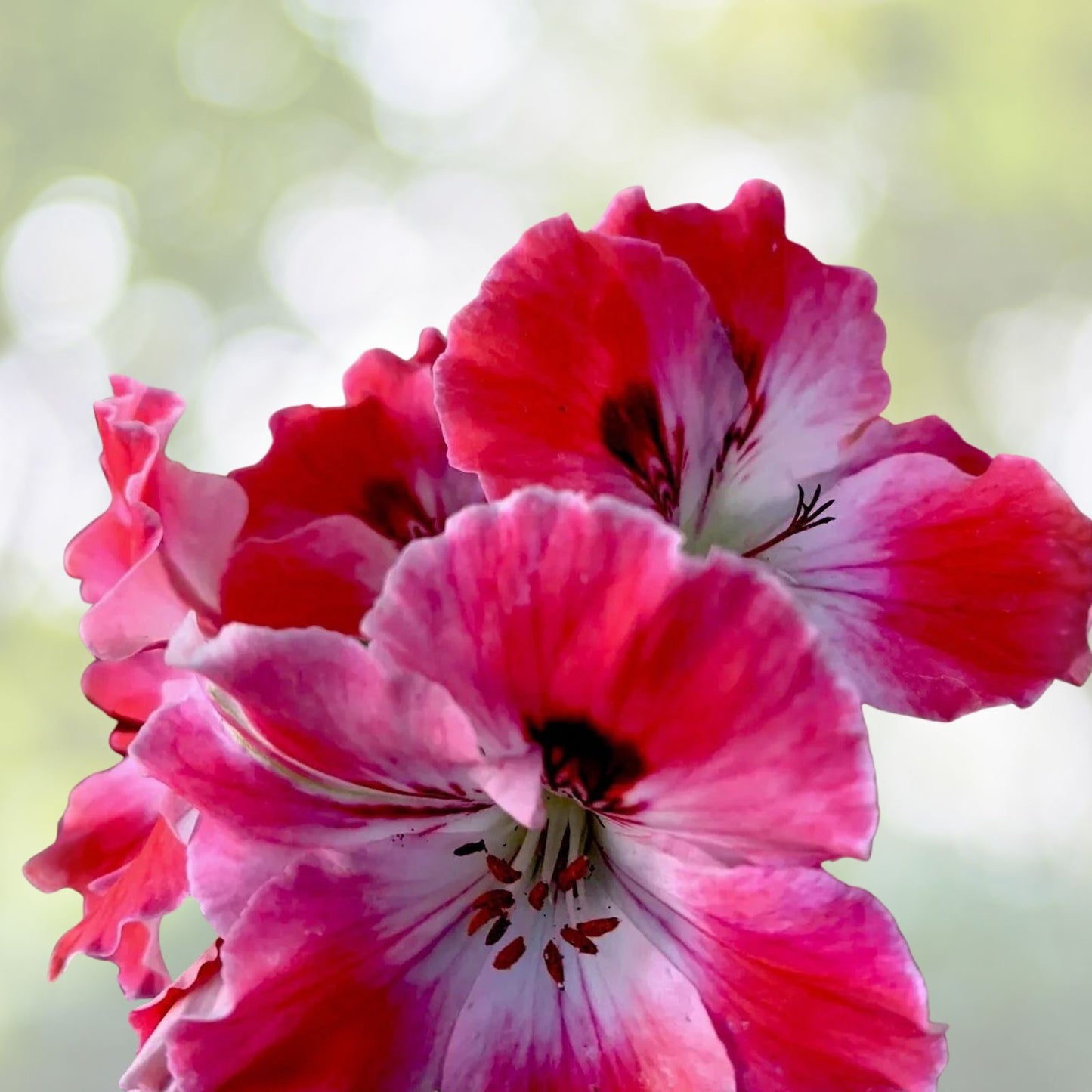 Live Geranium Plant 6" Reddish Pink/Maroon Perennial in 3" Pot Pelargonium spp.