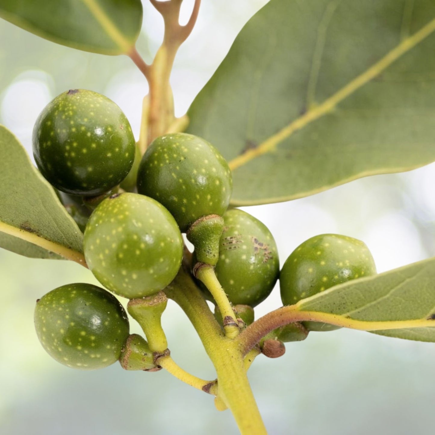Sweet Bay Laurel Tree Seeds - Pre-Stratified 7 Seeds - Laurus nobilis - 2024 Harvest
