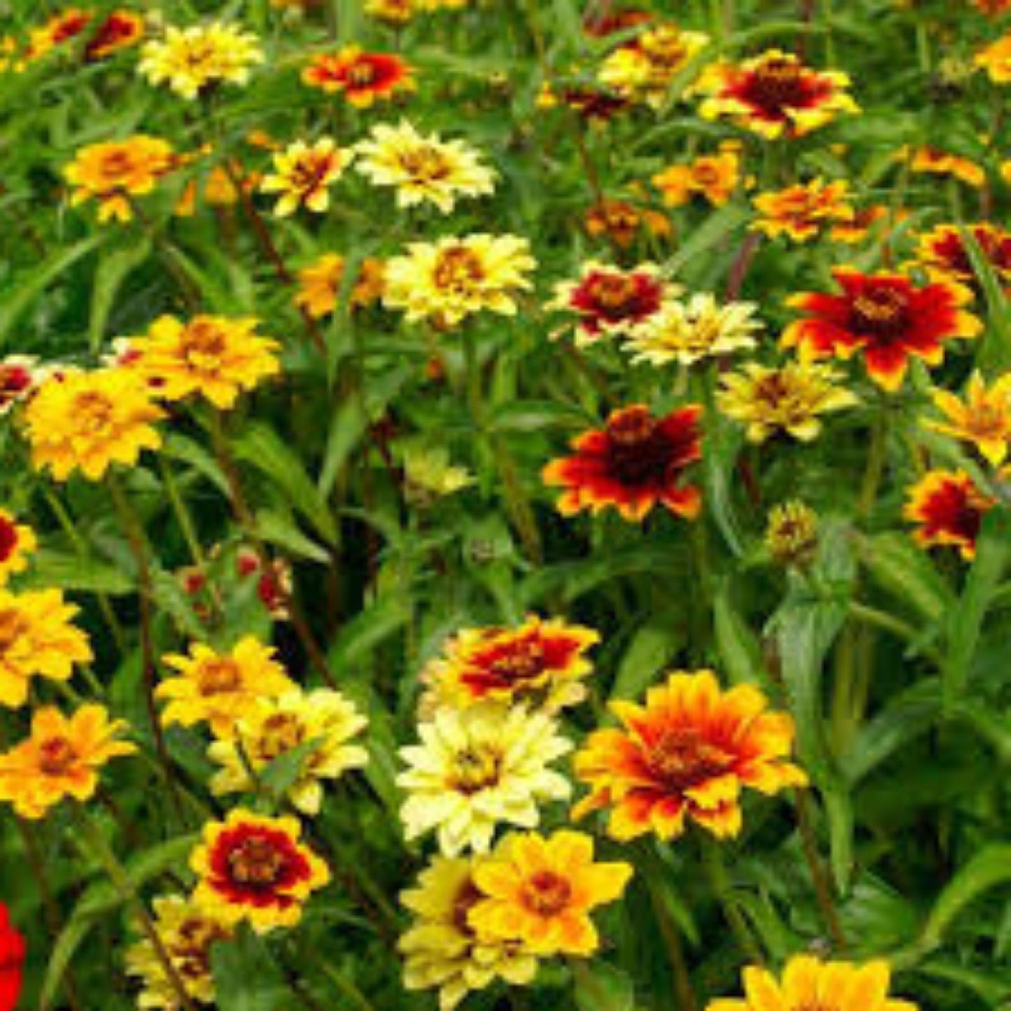 Persian Carpet Zinnia Mix Seeds - 200 Organic Annual Flower Seeds - Colorful Zinnia elegans - USA Grown, Ships Free