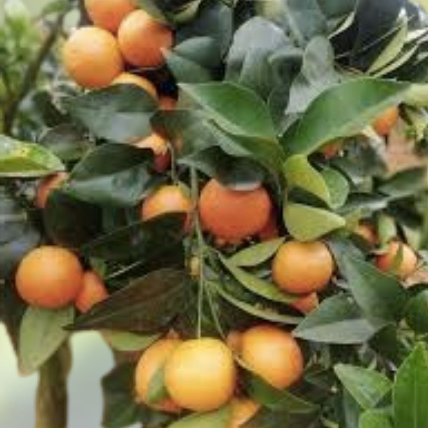 Unrooted Pixie Mandarin Cuttings - 6 Pack, Grow Your Own Citrus Trees, Citrus reticulata 'Pixie'