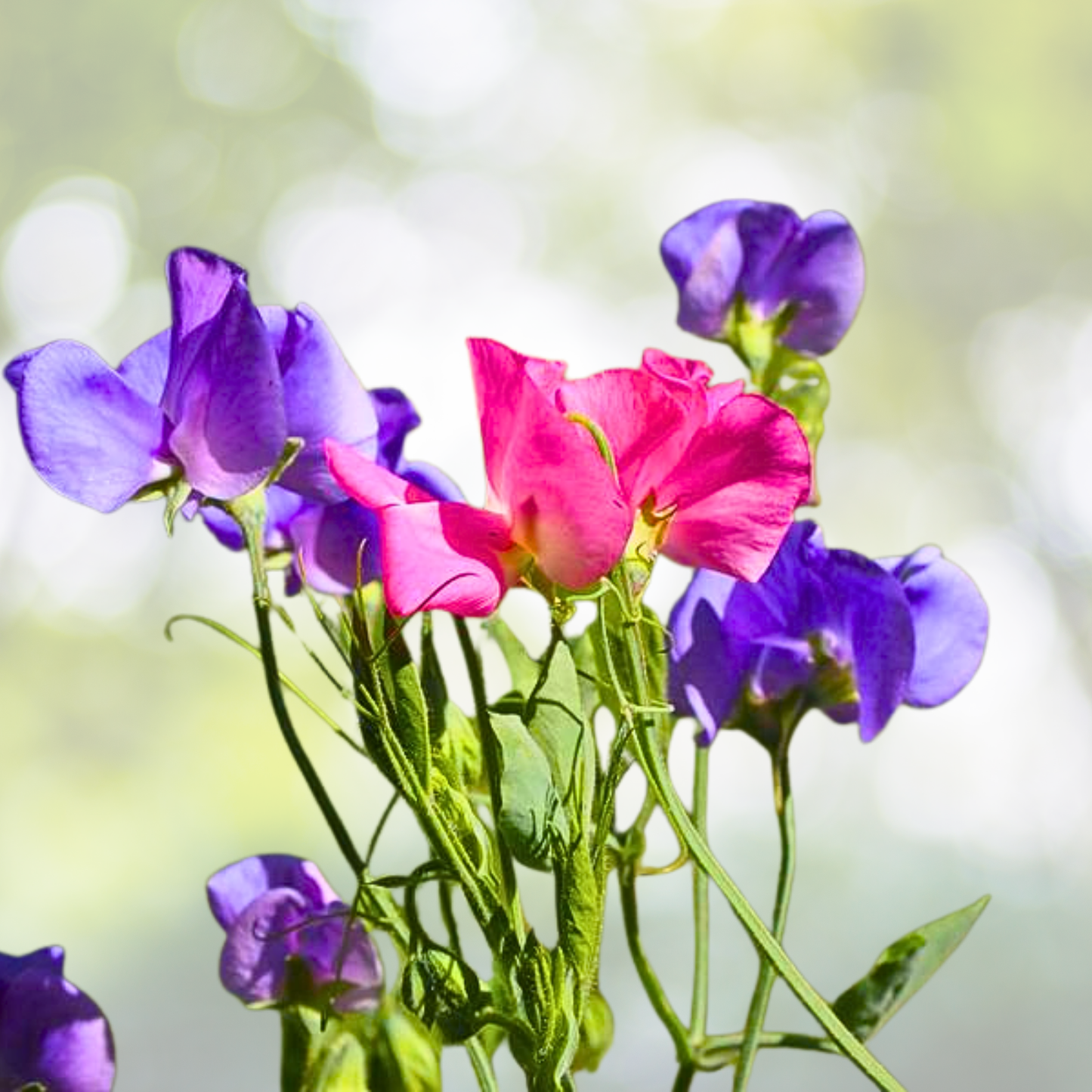 Sweet Pea Seeds - Purple Mix - Fragrant Climbing Vine - Non-GMO - 15 Seeds - Lathyrus odoratus
