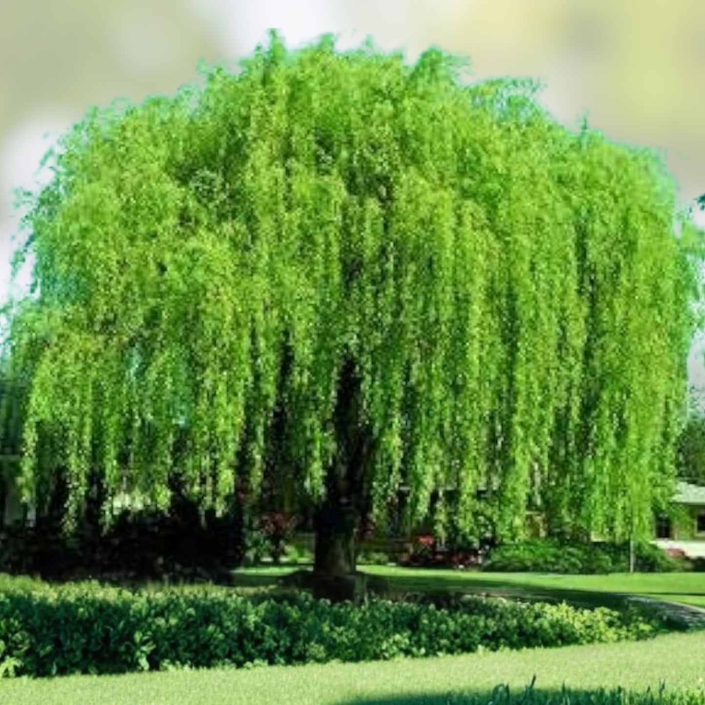 Weeping Willow Cuttings 4 Bright Green Salix babylonica Wisconsin Grown Garden Plant