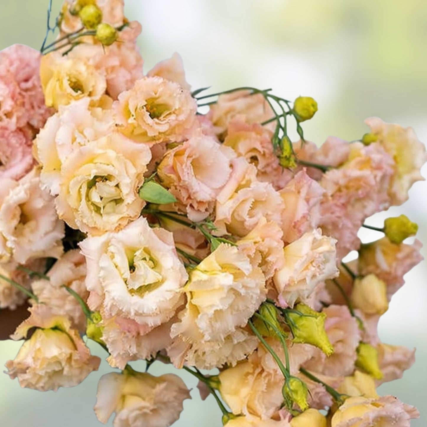 Champagne Lisianthus Flower Seeds - 20 Pelleted Seeds for Planting - Eustoma grandiflorum - Elegant Pink Blooms