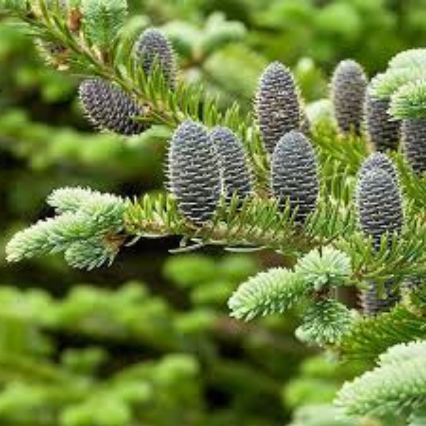 Balsam Fir Bonsai Tree Seeds 30 Pack Abies balsamea for Planting and Gardening, Conifer Seedlings, Indoor Outdoor Gardening