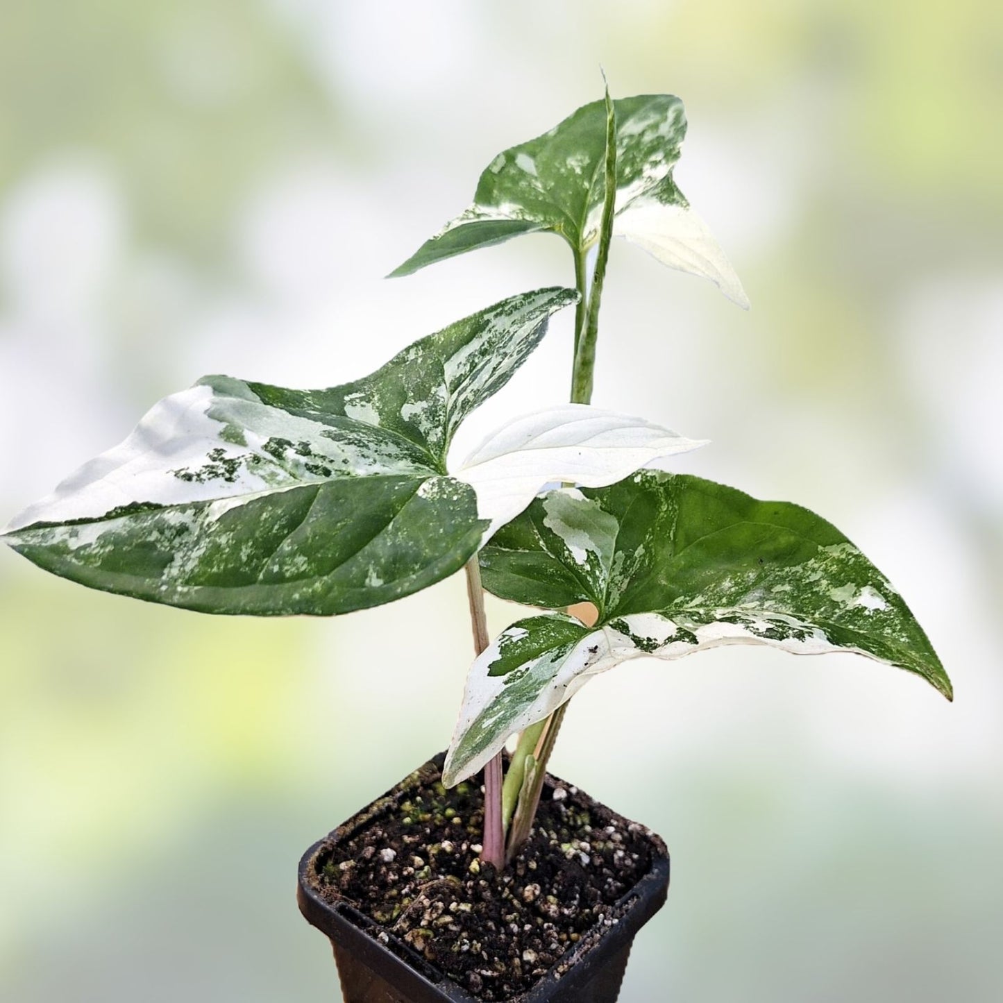 Variegated Syngonium Albo Podophyllum Cutting - Unrooted Plant - Free Shipping, Buy 1 Get 1 Free