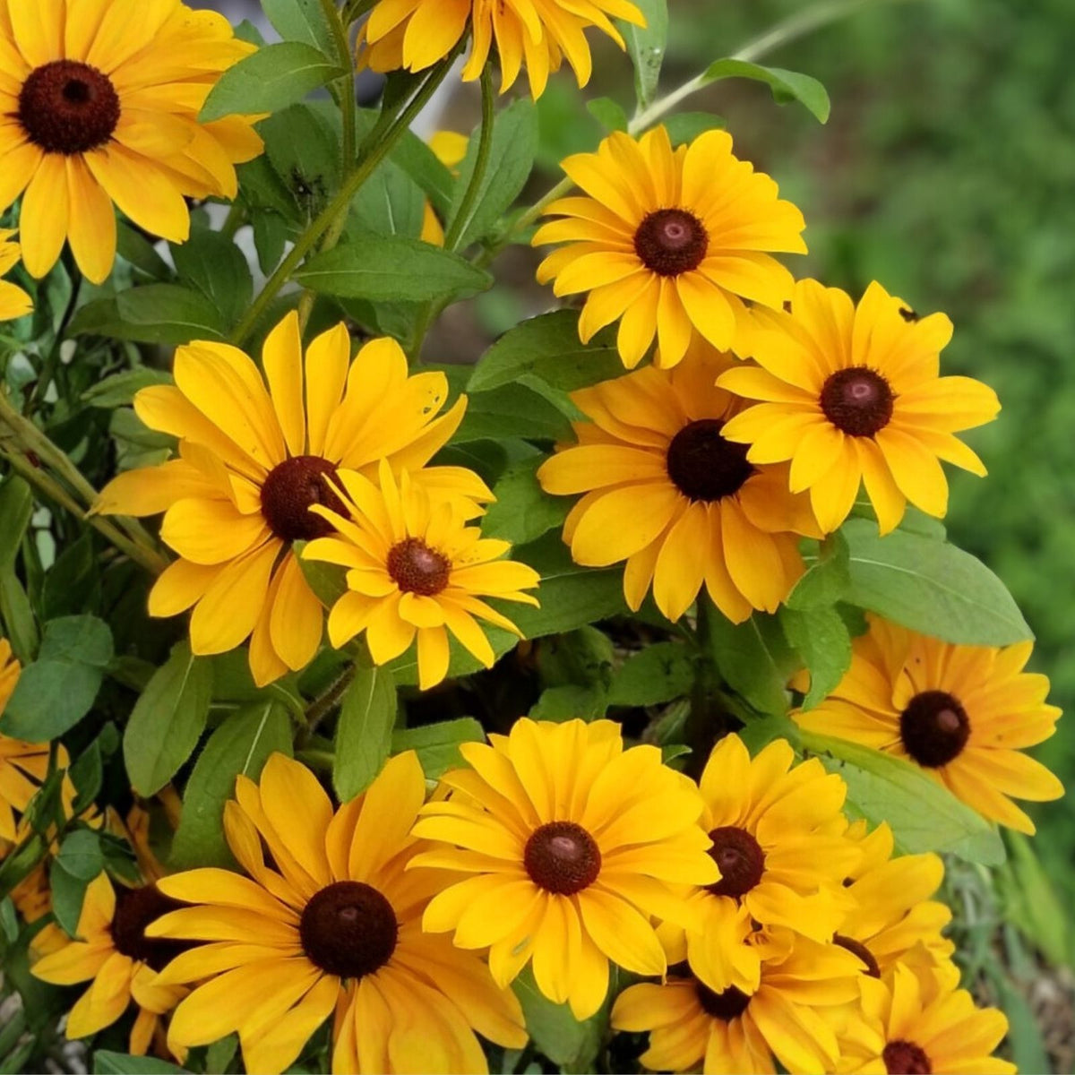 Rudbeckia Seeds 125+ Spudnick Variety Black-eyed Susan Annual Flower Garden Rudbeckia hirta