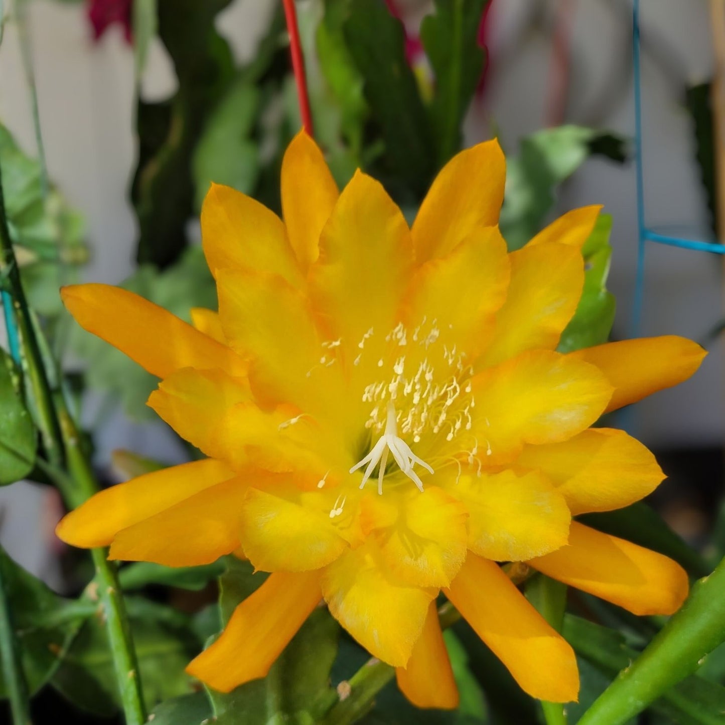 Epiphyllum Cuttings 8-10 Inches Going Bananas Variety Unrooted Plant Succulent Cactus