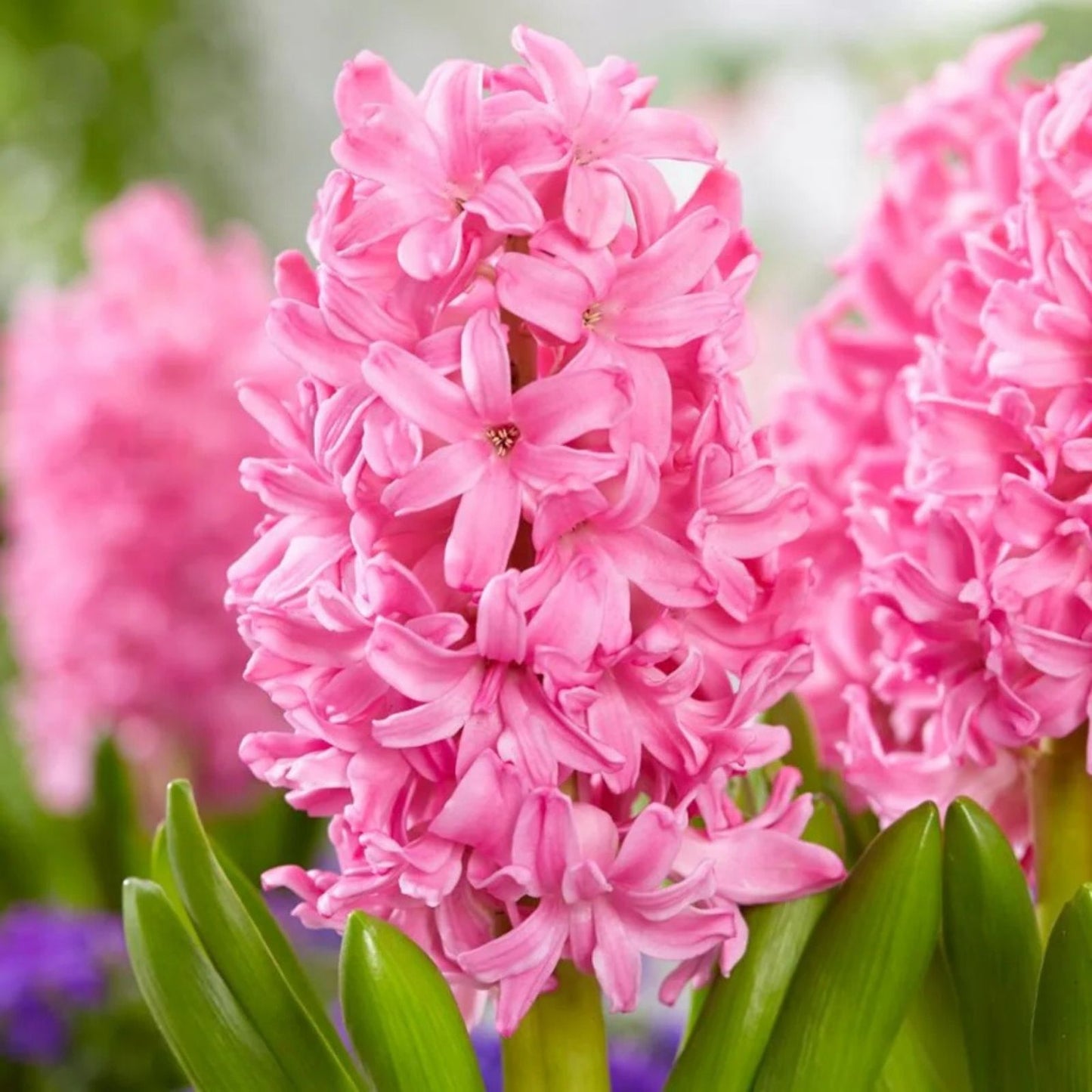 Hyacinth Bulbs 15cm Pink Pearl Fragrant Flowers - Hyacinthus orientalis 2 Pack