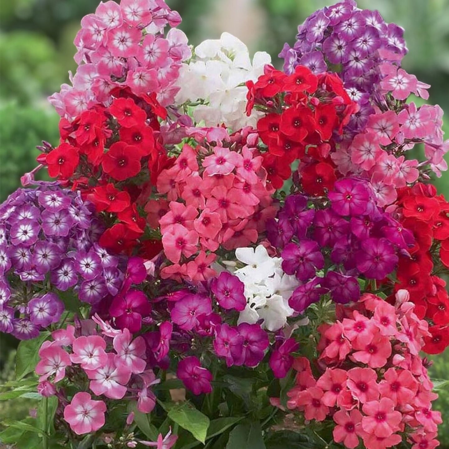 Organic Phlox Drummondii Mix Seeds - Flower Seeds 100 Pack - USA Grown - Garden, Wildflower, Pollinator Attracting