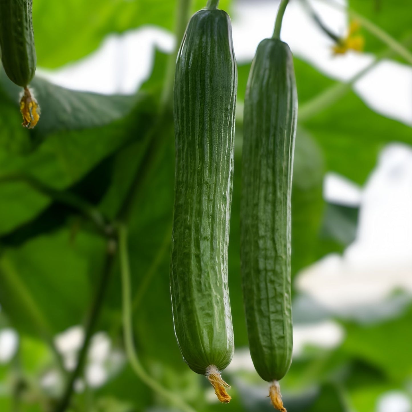 Cucumber Seeds 500 Count Long Green Heirloom Non-GMO Cucumis sativus Vegetable Seeds