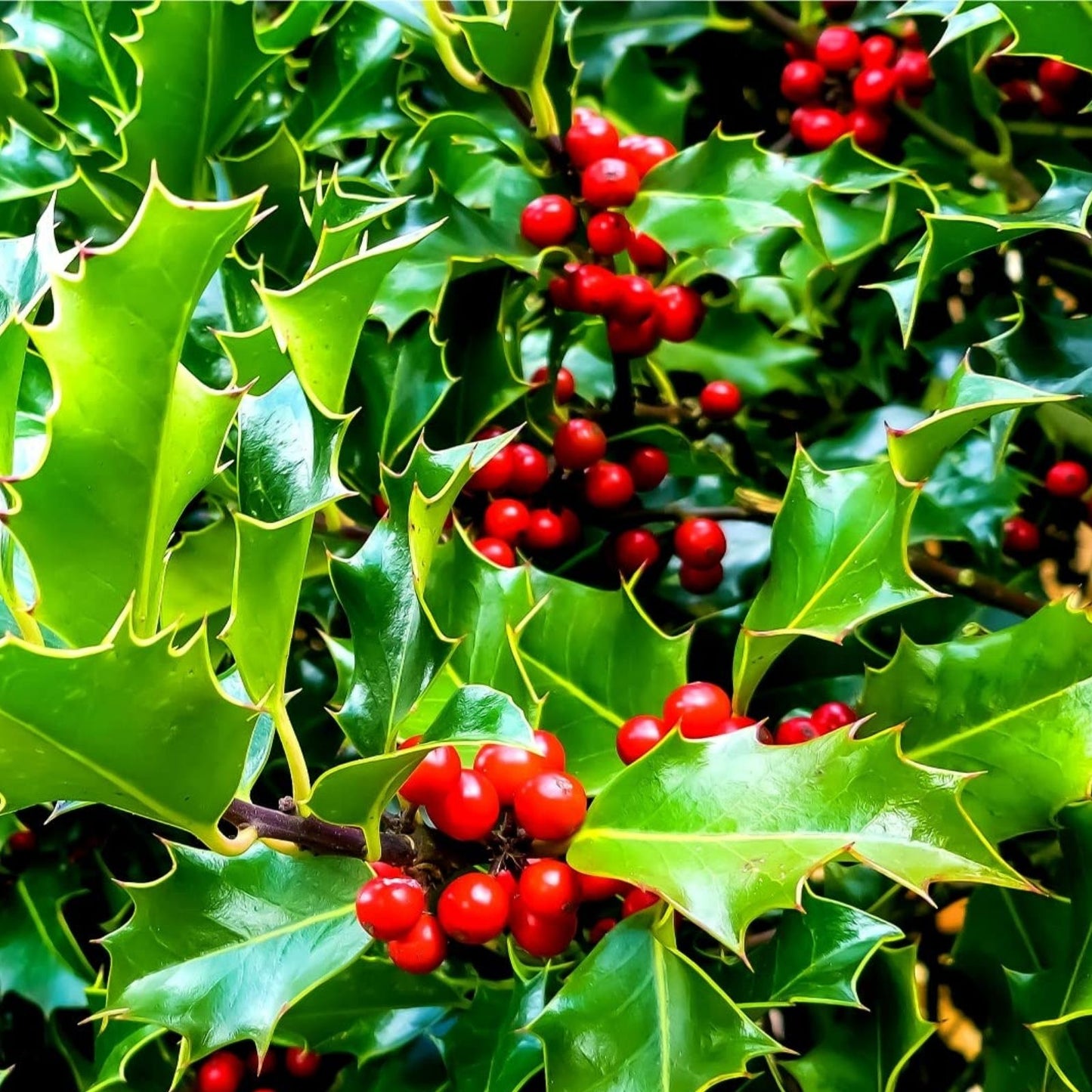 English Holly Seeds 30 Count for Planting, Ilex aquifolium, Christmas Holly, Garden Seeds, Evergreen Shrubs