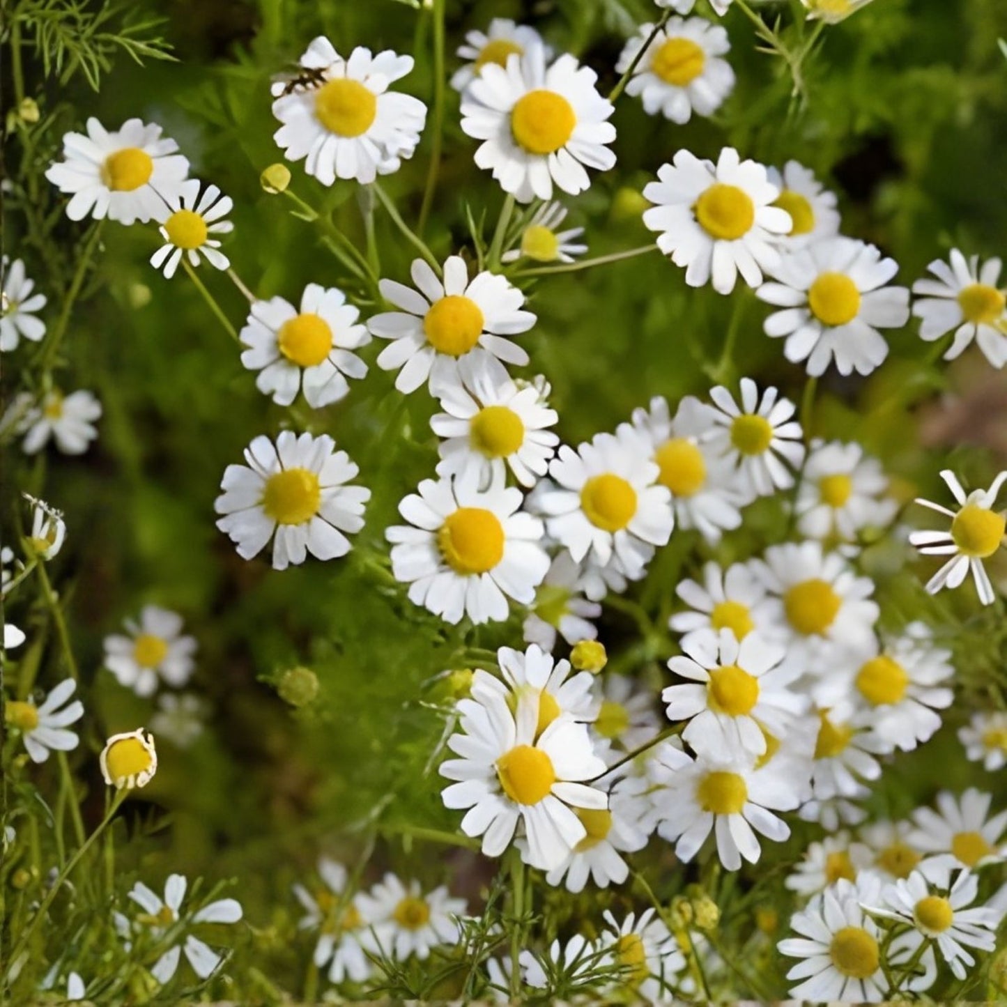 Roman Chamomile Seeds - 500 Seeds - Aromatic Herb for Gardening and Herbal Teas - Anthemis nobilis