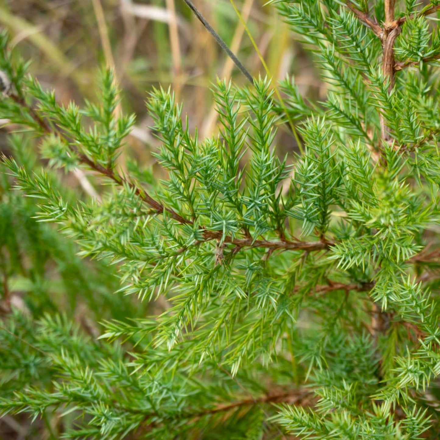 Eastern Red Cedar Tree Plant 12-18 Inch Bare Root Juniperus virginiana Native Missouri Hardy Zones 5-9