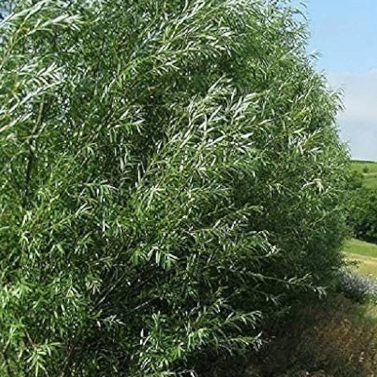 Aussie Willow Tree - Fast Growing Decorative Landscaping Tree - Salix spp.
