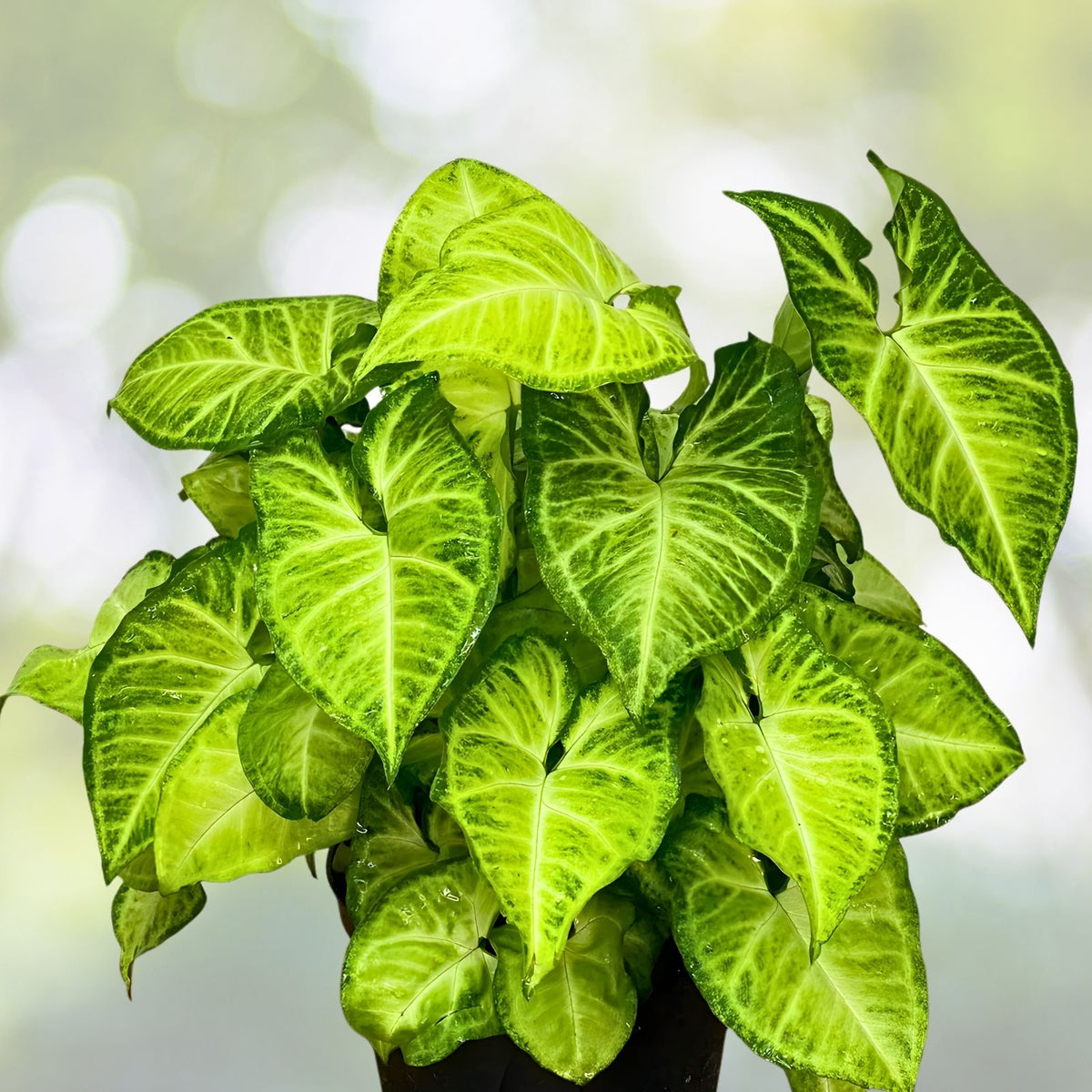 Variegated Arrowhead Vine 6" Pot - Syngonium podophyllum albo-variegatum - Unique Green and White Leaves for Indoor Growing