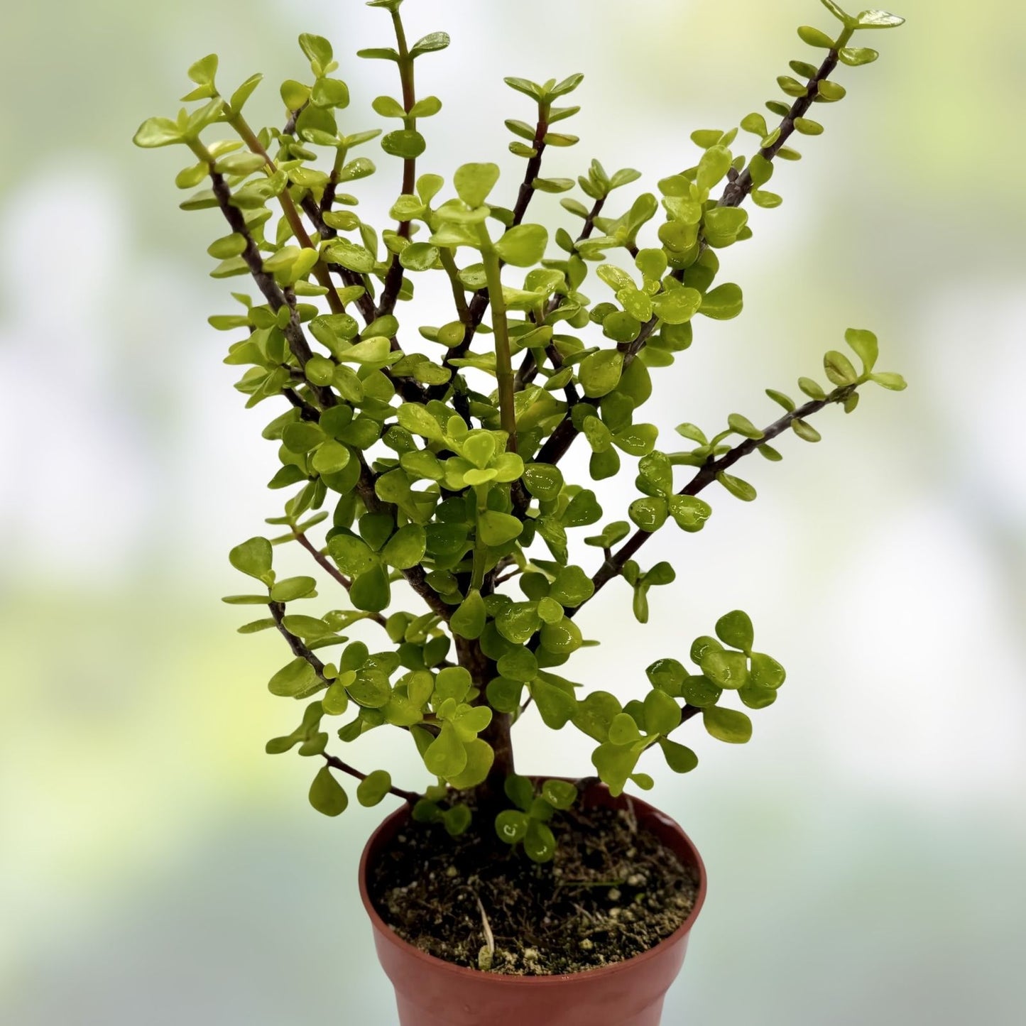 Dwarf Wandering Jew Plant - Tradescantia Minima - Indoor Houseplant with Green Foliage - Bolivian Chain Plant