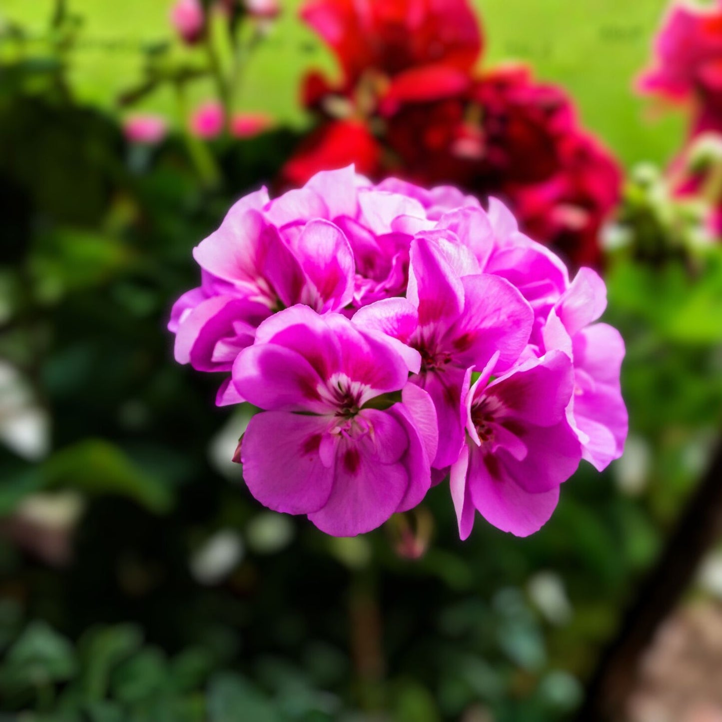 Geranium Starter Cuttings 2-Pack White/Mahroon Perennial No Root Pelargonium spp.
