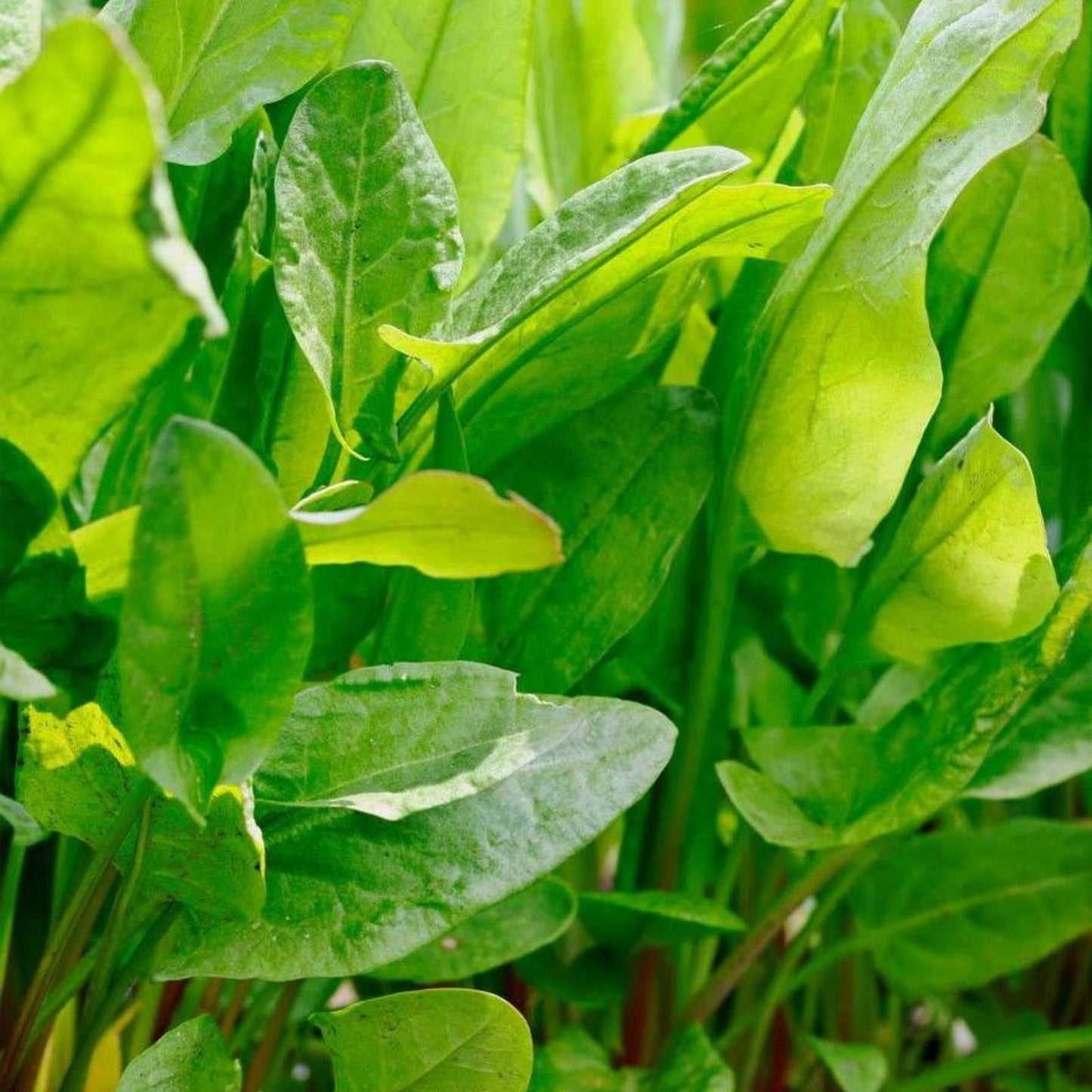 Large Leaf Sorrel Seeds - 50+ Non-GMO Heirloom Rumex acetosa Vegetable Seeds for Gardening