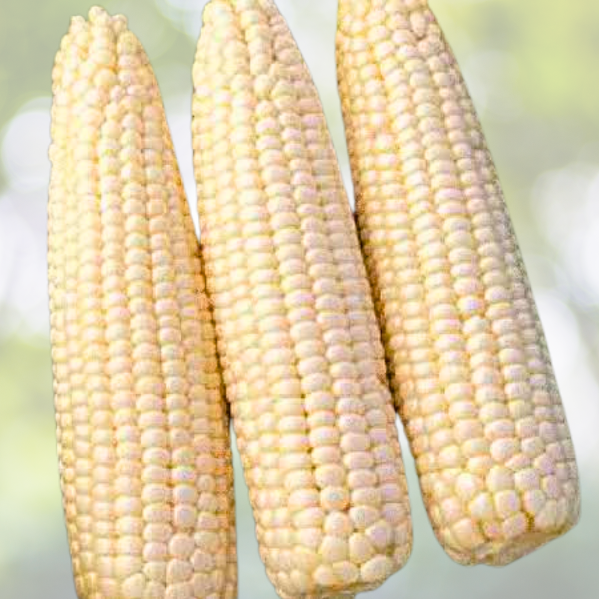 50pcs Sweet White Corn Seeds - Heirloom Non-GMO Open-Pollinated - Zea mays