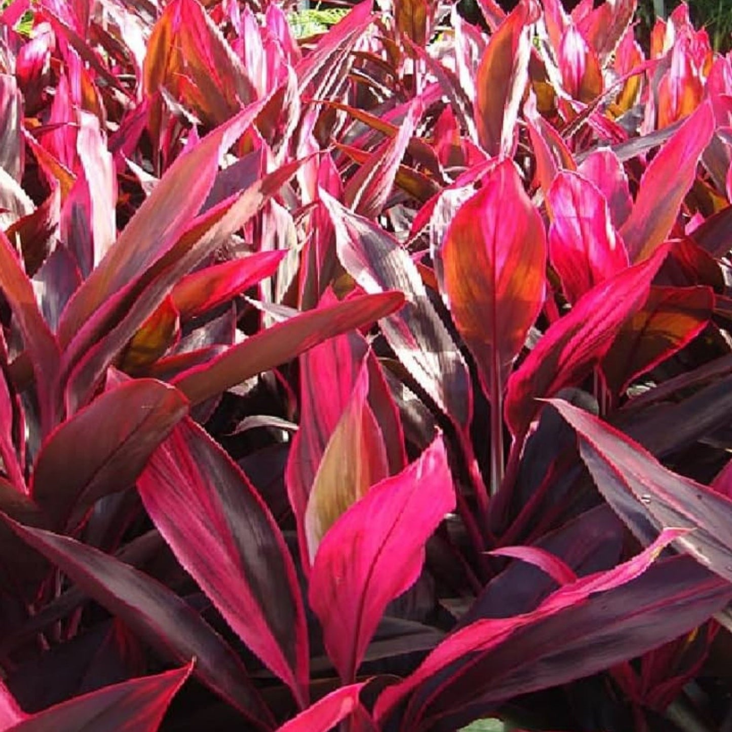 Cordyline Fruticosa Cuttings - 24 Large Green Hawaiian Ti Good Luck Plant Logs for Propagation and Gardening