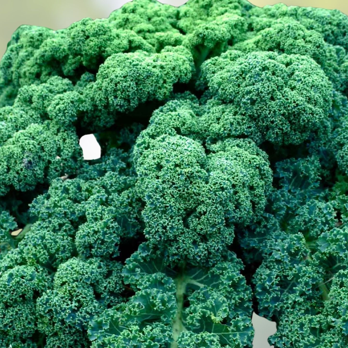 Kale Seeds - Vates Blue Curled Scotch Heirloom Non-GMO 50+ Seeds - Brassica oleracea Vegetables for Gardening