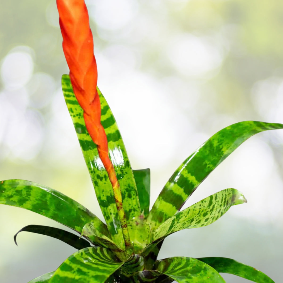 Bromeliad Plant 6" Pot Vriesea 'Batik' Unique Patterned Foliage Tropical Indoor Garden Plant