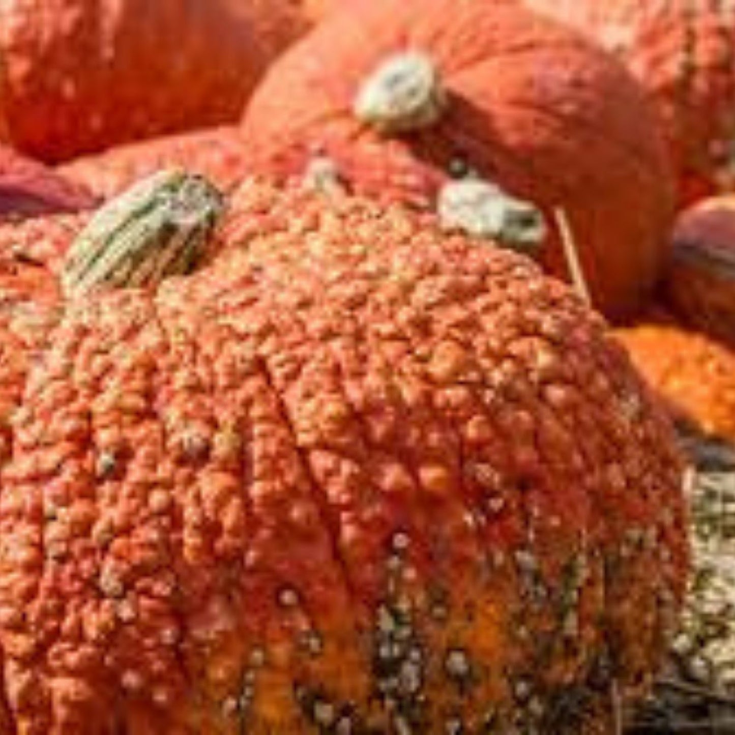 Red Warty Thing Pumpkin Seeds 10 Pack, Unique Bumpy Skin Cucurbita maxima, Heirloom Pumpkin Seeds for Planting