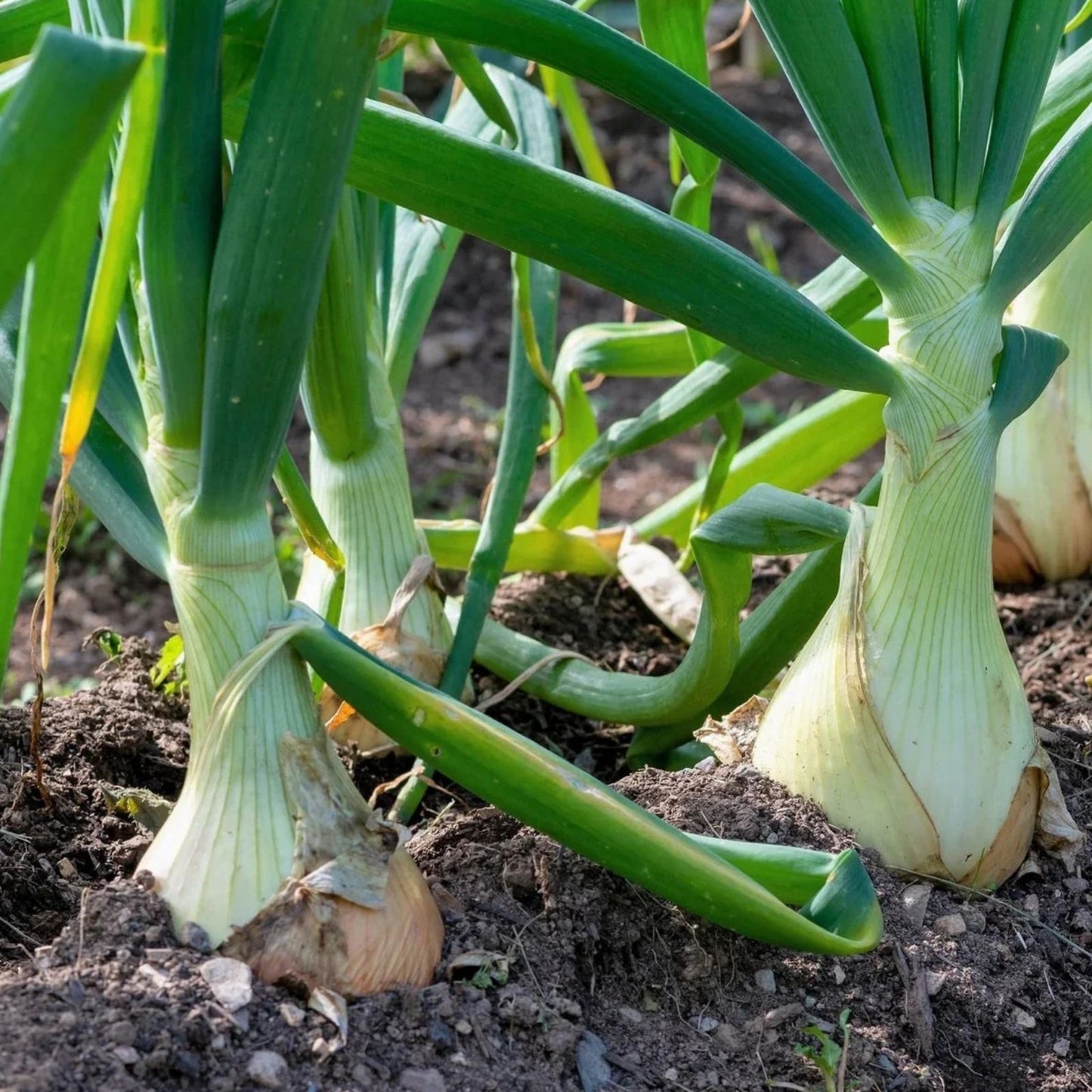 Spanish Globe Onion Sets for Planting, Bulb Variety, Allium cepa, 100 Count