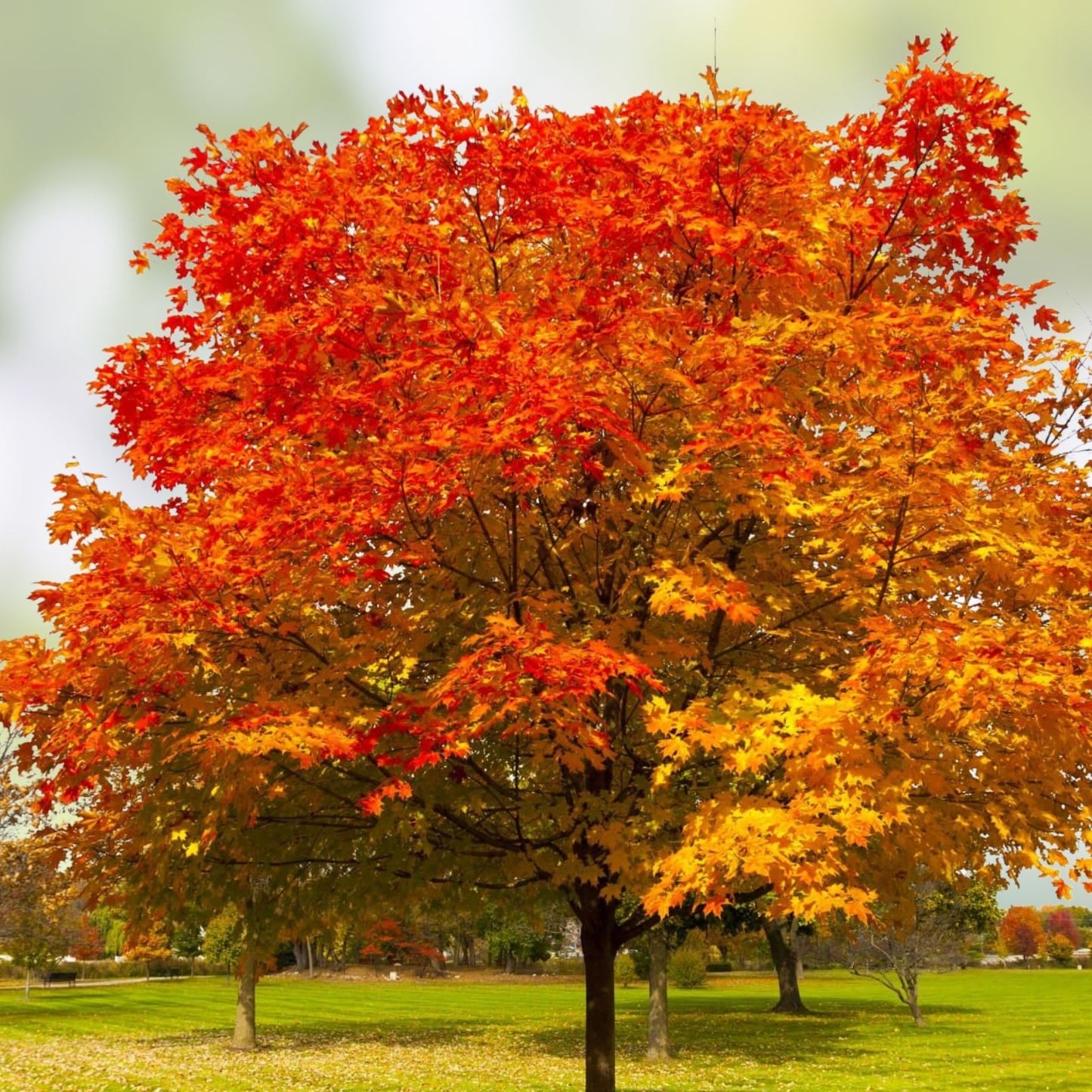 Northern Red Oak Live Plant Set of 2, 18-24 Inches, Quercus rubra, Native Tree for Landscaping and Shade