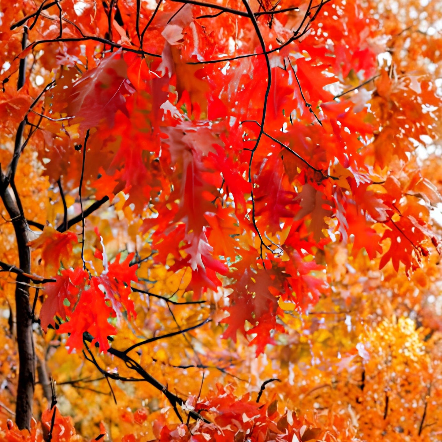 Red Oak Tree Seedlings Quercus rubra Live 1-3 ft Deciduous Hardwood Tree for Landscaping Gardening