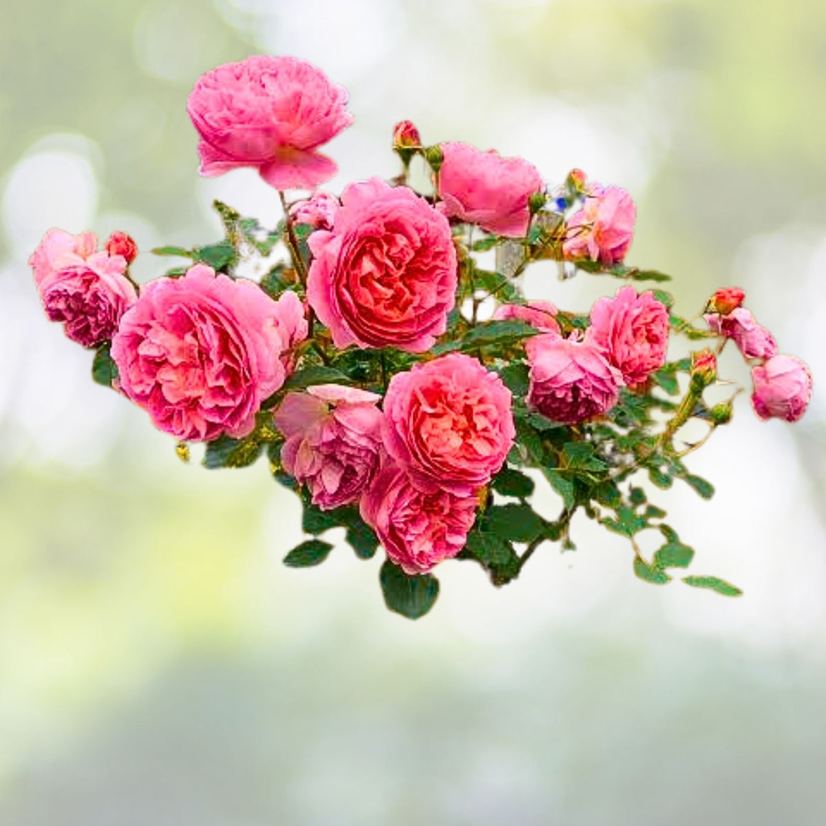 Pink Rose Cuttings 3 Pack Organic Fragrant Blooms Rosa spp.