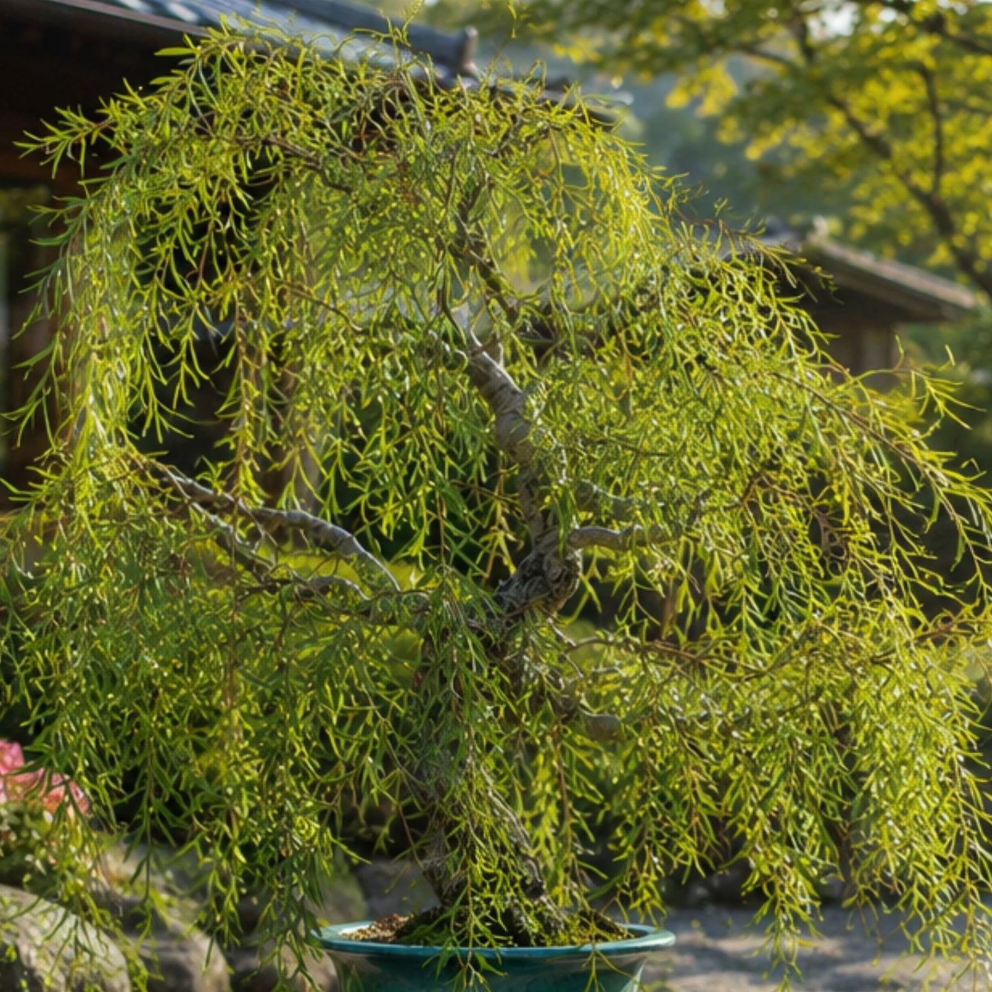 Willow Bonsai Cutting - Rare Salix spp. - Home Gardening & Bonsai Cultivation - Live Plant Propagation Material