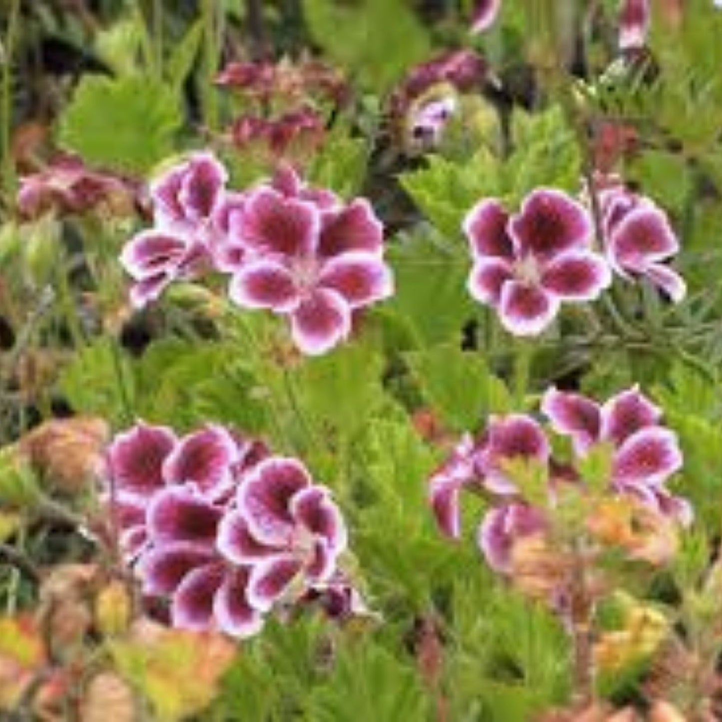 Regal Geranium Cuttings 3x6 inches – White & Purple Pelargonium (Pelargonium x hortorum) for Gardening and Propagation