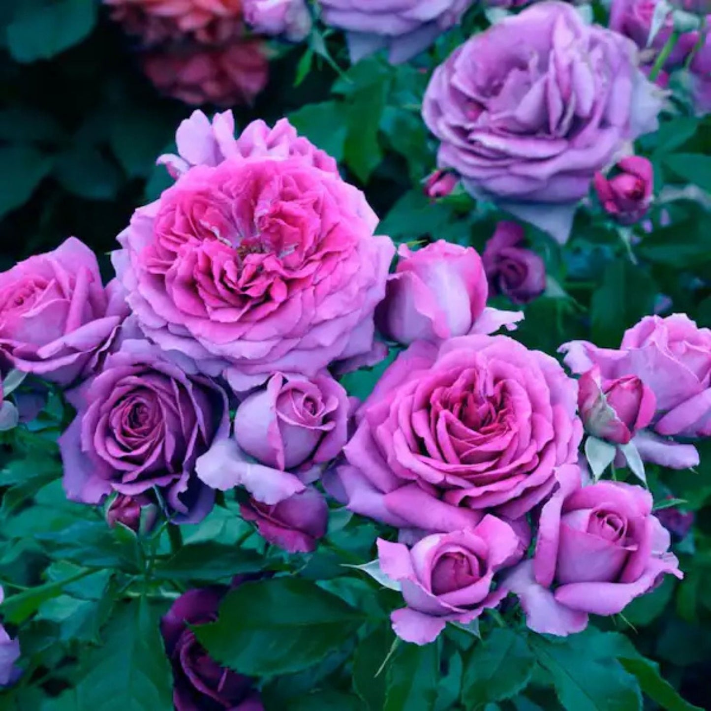 Lavender Purple Hybrid Tea Rose Bush - 1-2 ft Heirloom Fragrant Rose Plant - Rosa hybrid