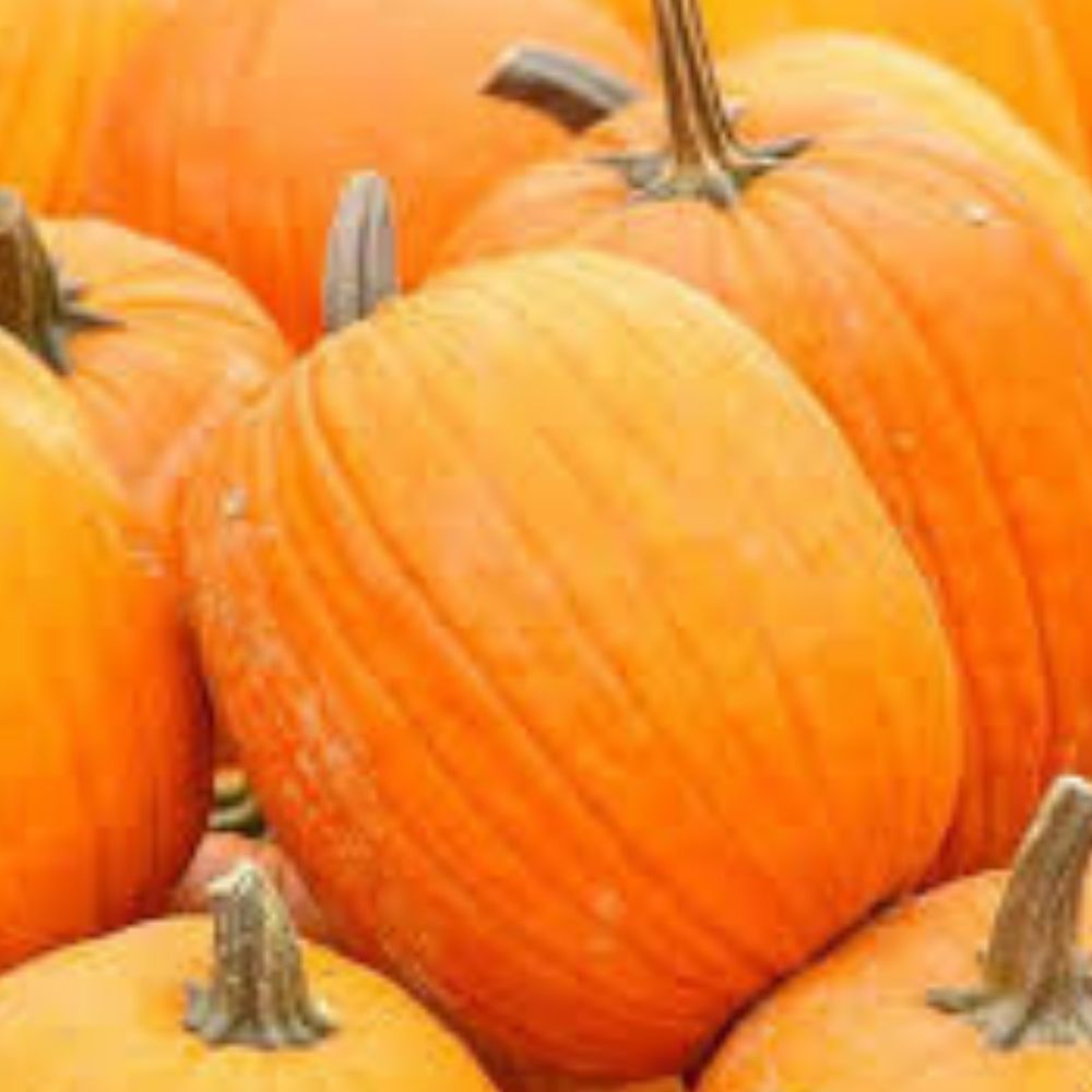 Organic Prism Pumpkin Seeds 10 Count Heirloom Variety USA Grown Cucurbita pepo