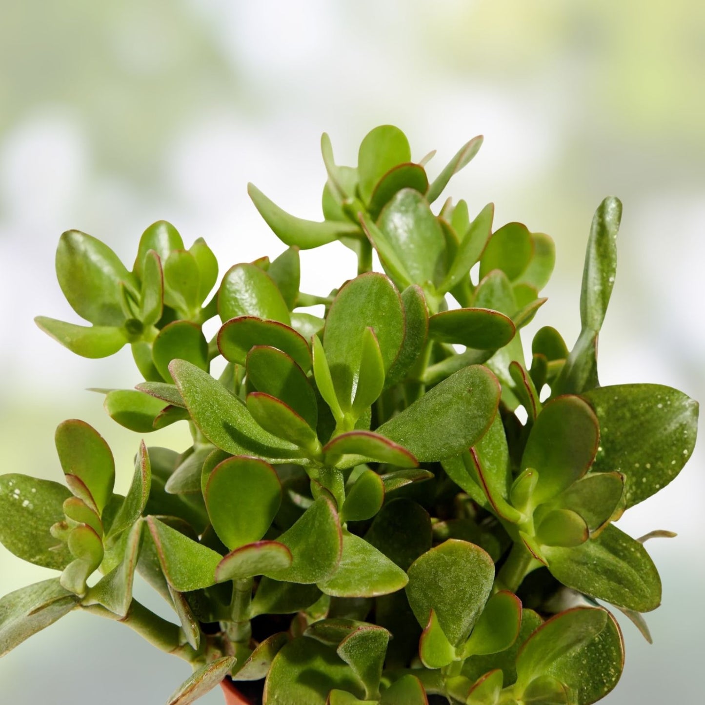 Jade Plant Leaflets Set of 12 - Succulent Cuttings for Propagation - Crassula ovata - Easy Indoor Plant