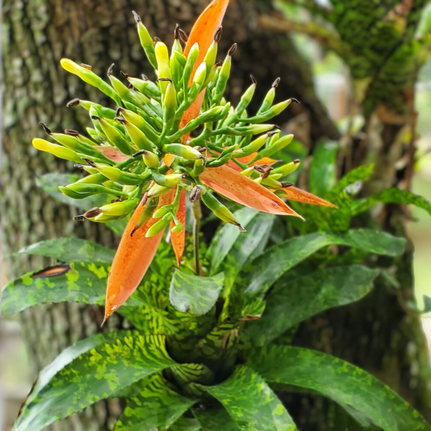 Aechmea Correia-Araujoi Plant | 6" Pot | Tropical Bromeliad | Live Indoor Air Plant for Home Decor